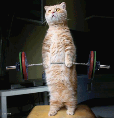 Image result for cat weight lifting gif
